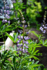Birds, Bikes and Blossoms